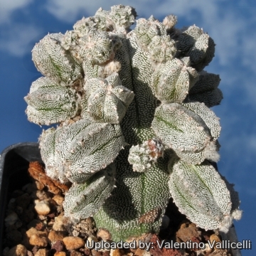 26 亀甲碧瑠璃鸞鳳玉　自根鉢付　Astrophytum myriostigma 楽天市場】アストロフィツム・亀甲碧瑠璃鸞鳳玉 9cm鉢 カクタス