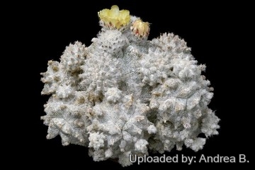 Astrophytum_myriostigma_cv.