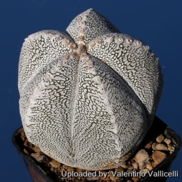 Astrophytum myriostigma cv. Onzuka Ranpo-gyoku