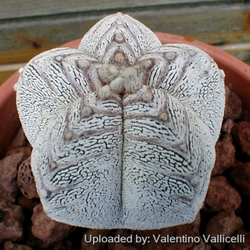 その他観葉植物 Myrmephytum selebicum Bukidnon Astrophytum myriostigma cv. Onzuka V-Type