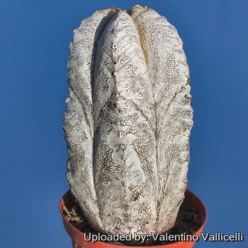 Astrophytum myriostigma cv. Onzuka columnare