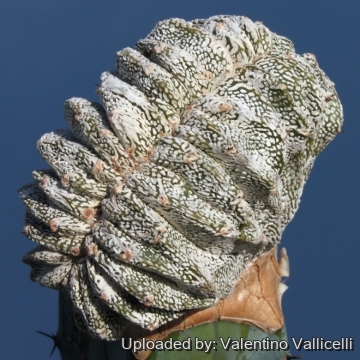 Astrophytum_myriostigma_cv.