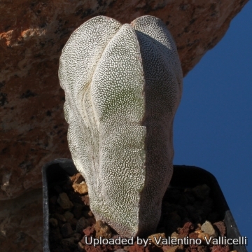 Astrophytum myriostigma cv. Onzuka tricostatum columnare