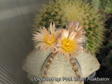 Astrophytum myriostigma var. tulense