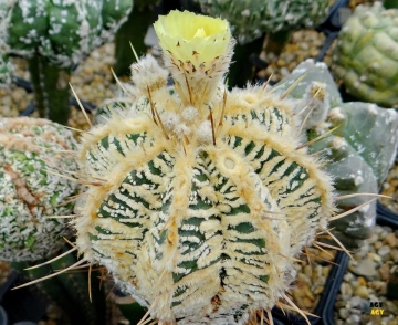 Astrophytum ornatum cv. Fukuryu Hania