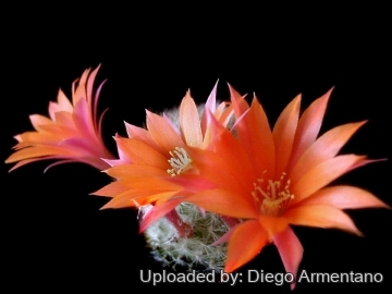Aylostera hoffmannii