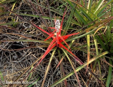ブロメリア・エアープランツ Bromelia Serra 続々ブロメリア入荷😁 ⁡ 🍃🍃🍃🍃🍃🍃🍃🍃🍃🍃 ☕️エアー