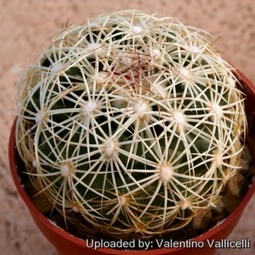Cactus compactus