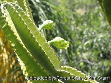 【keisuke.cacti】 Opuntia_gomei_Old_Mexico_prick