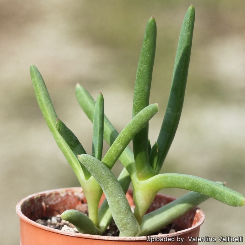 Cephalophyllum alstonii 18537 l Cephalophyllum Alstonii: Care And Propagation Guide