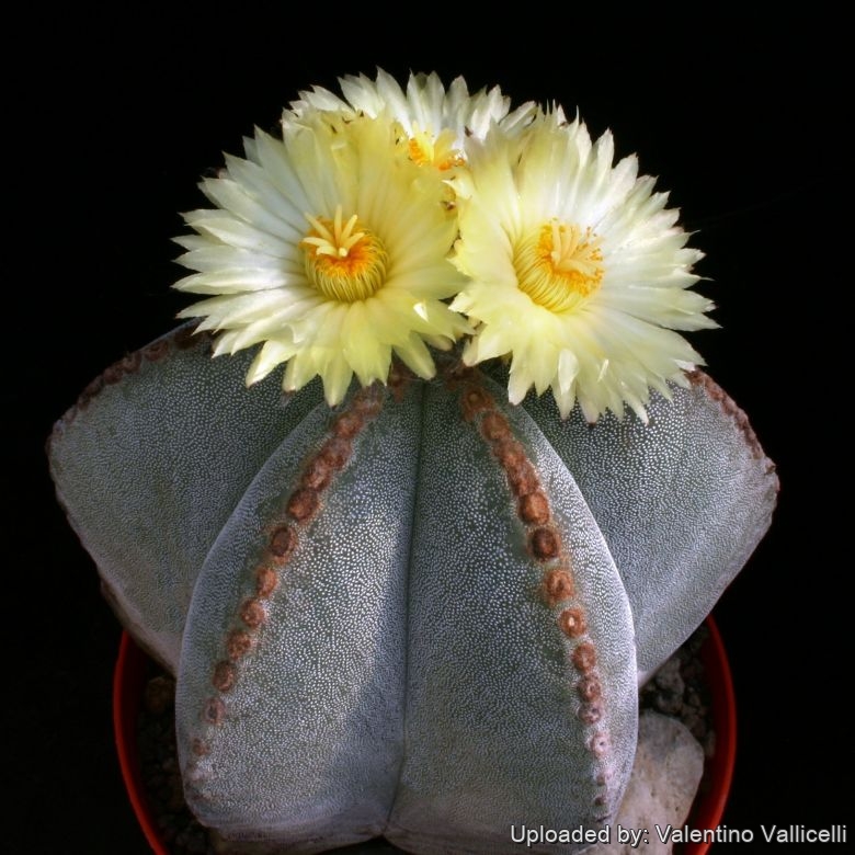 Astrophytum myriostigma (Bishop's Cap)