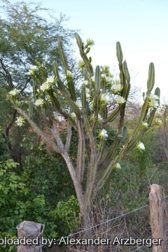 Cereus jamacaru