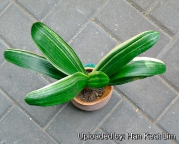 Clivia miniata f. variegata