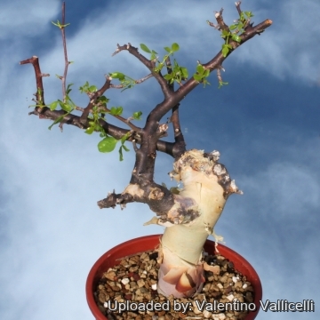 コミュフォラ　カタフ＆valiem Commiphora_kataf_28386_m.jpg