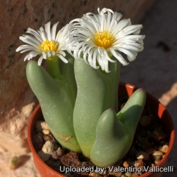 Conophytum bilobum lacteum