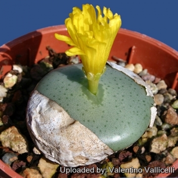 Conophytum_flavum_5809_m.jpg