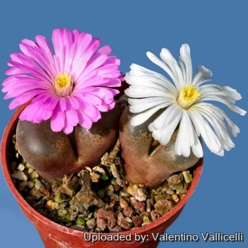 Conophytum friedrichiae