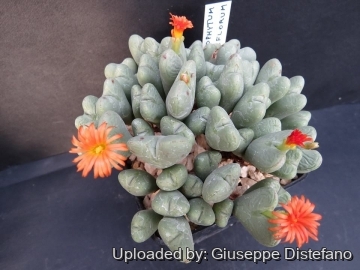 Conophytum igniflorum
