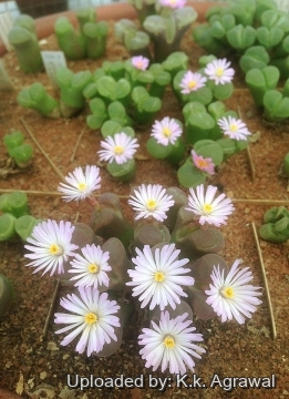 Conophytum_praesectum_19782_m.jpg