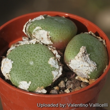 Conophytum_ricardianum_18483_m.jpg