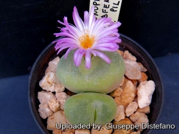 Conophytum_subfenestratum_2150