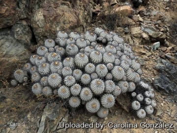 Copiapoa cinerea subs. dealbata