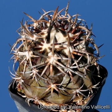 Copiapoa_dura_14746_m.jpg