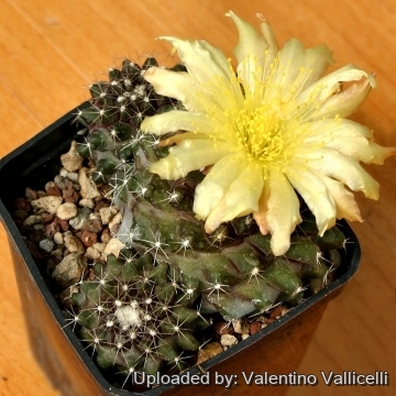 コピアポア マリチマ　Copiapoa maritima 群生株 Copiapoa_maritima_14685_m.jpg