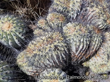 Copiapoa_tenebrosa_f.