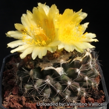 その他 Copiapoa Flower season KPSVer. Copiapoa_tenuissima_7801_m.jpg