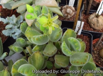 Cotyledon tomentosa subs. ladismithiensis f. variegata