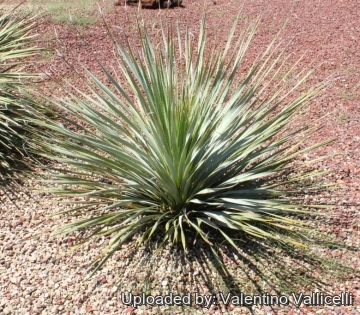 Dasylirion wheeleri