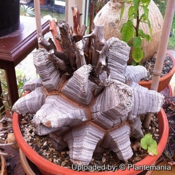 Dioscorea_elephantipes_28431_m.jpg