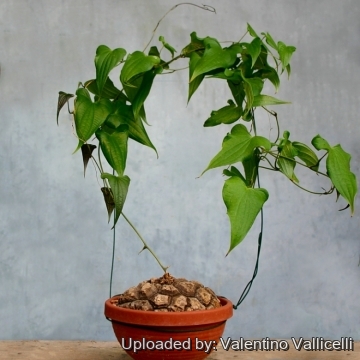 Dioscorea mexicana