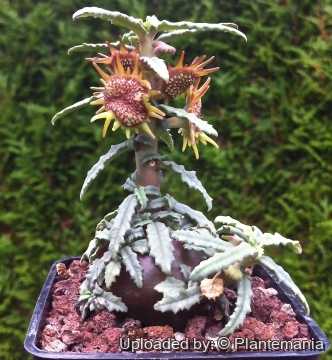 Dorstenia hildebrandtii f. crispum