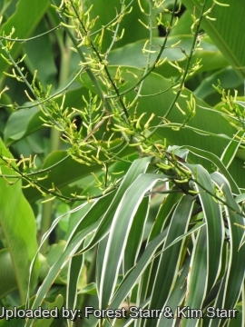 Dracaena angustifolia var. honoriae