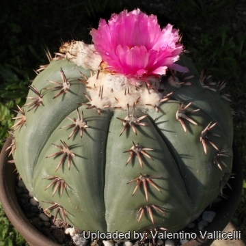 Echinocactus_horizonthalonius_
