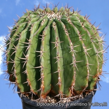 Echinocactus_ingens_14444_m.jpg