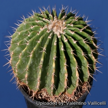エキノカクタス　ビスナガEchinocactus visnaga Echinocactus viznaga