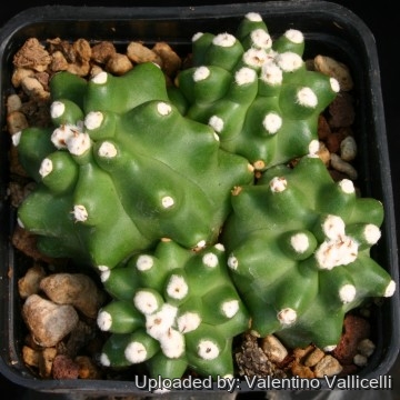 Echinocereus coccineus var. inermis