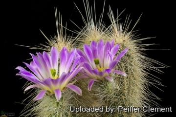 Echinocereus longisetus