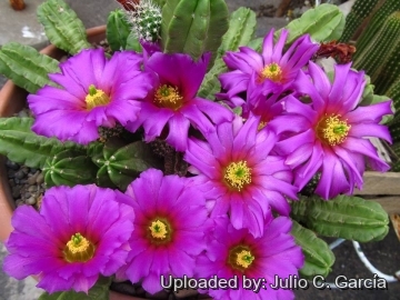 www.llifle.com