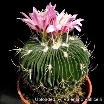Semi Di Stenocactus Crispatus Longispinus – Cactacea Rara, 10 Semi Per Collezionisti