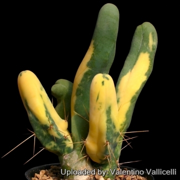 bikini kaktus Brazilian Bikini Cactus Green - main image 0