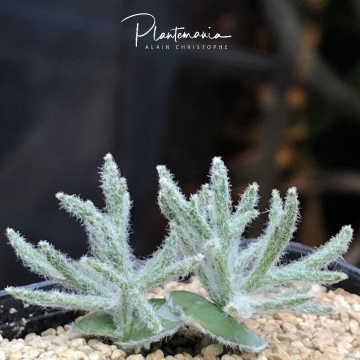 Eriospermum_dregei_30909_m.jpg