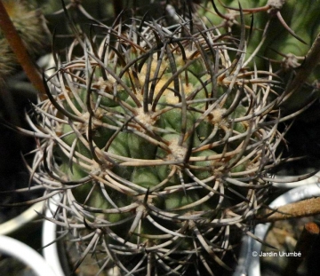 Eriosyce algarrobensis