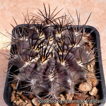 Eriosyce pulchella