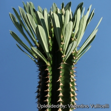Euphorbia_abyssinica_4164_m.jpg