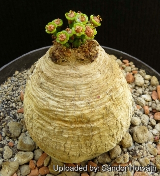 Euphorbia decidua