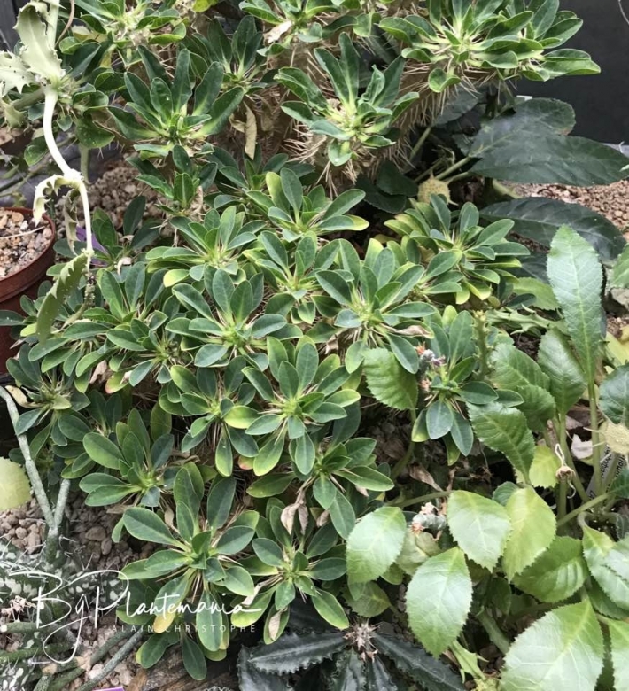 Euphorbia guillauminiana
